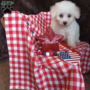Charlie, Bichon Frise Puppy